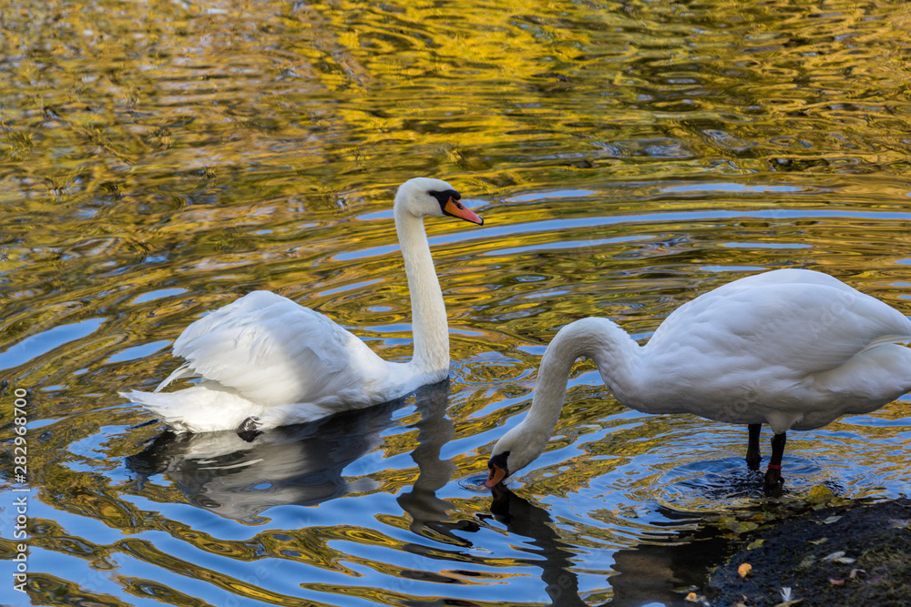 Fototapeta premium Swan lake