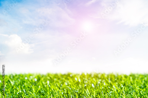 Fototapeta Naklejka Na Ścianę i Meble -  Green lawn with blue sky.  Spring landscape in sunny day.