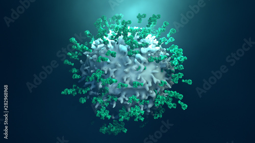 Antibodies attack a cancer cell or virus