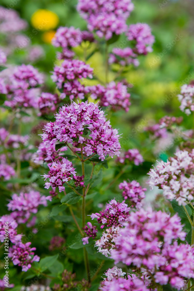 Origanum (oregano) vulgare in garden. Flowers of origanum vulgare in natural background.