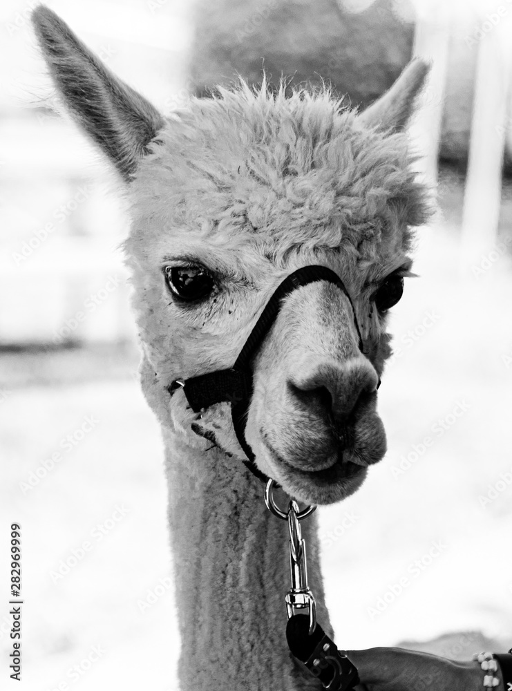 Obraz premium black and white photo of a white alpaca