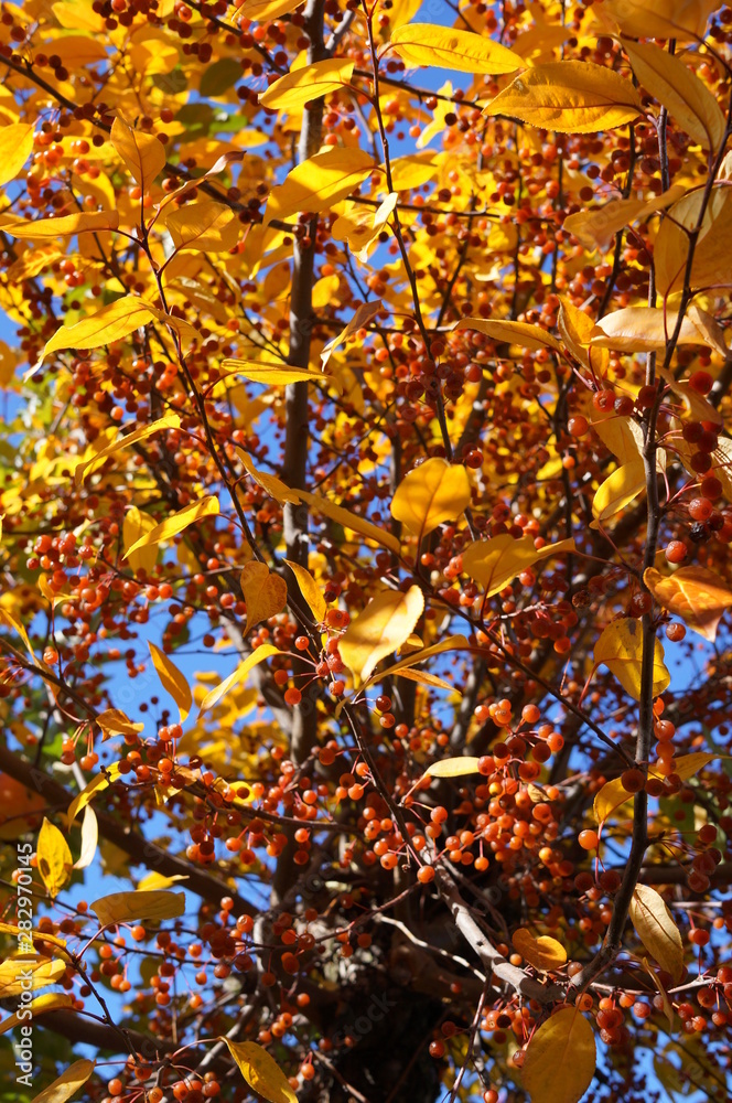 tree with autumn leaves