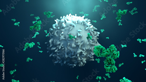 Antibodies attack a cancer cell or virus photo