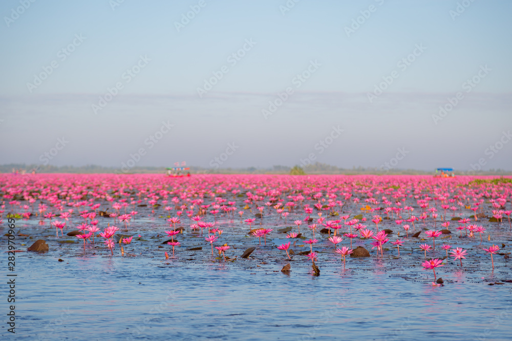Fototapeta premium Pink water lily with purple flowers bloom on lake