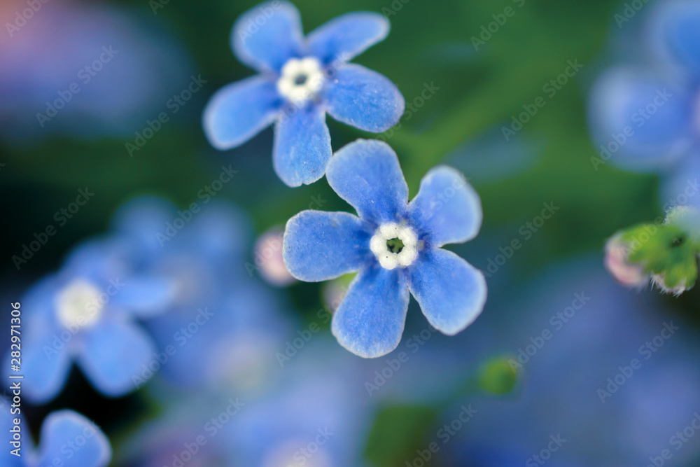 macro photo of several blue flowers forget-me-nots macro photo of several blue flowers forget-me-nots