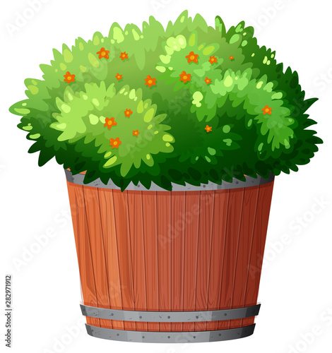 Pot plant with green leaves on an isolated white background