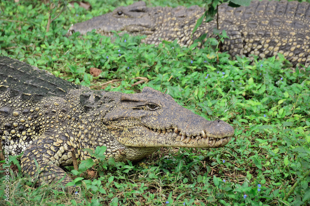 Fototapeta premium Cuban crocodile on the river bank, against a background of green grass