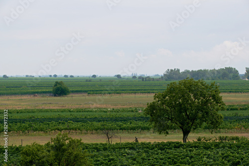 Landscape shot in the national park Neusiedler See in Illmitz Burgenland