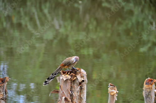 Big lizard cuckoo in the wild, on a tree stump photo