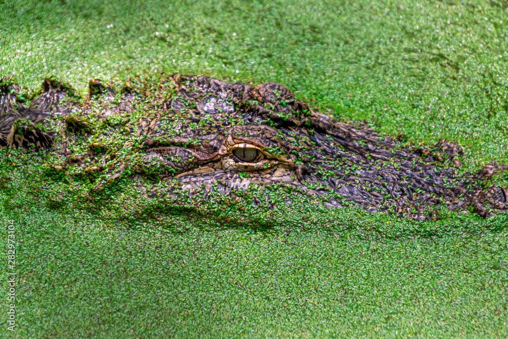 Naklejka premium Alligator in Swamp