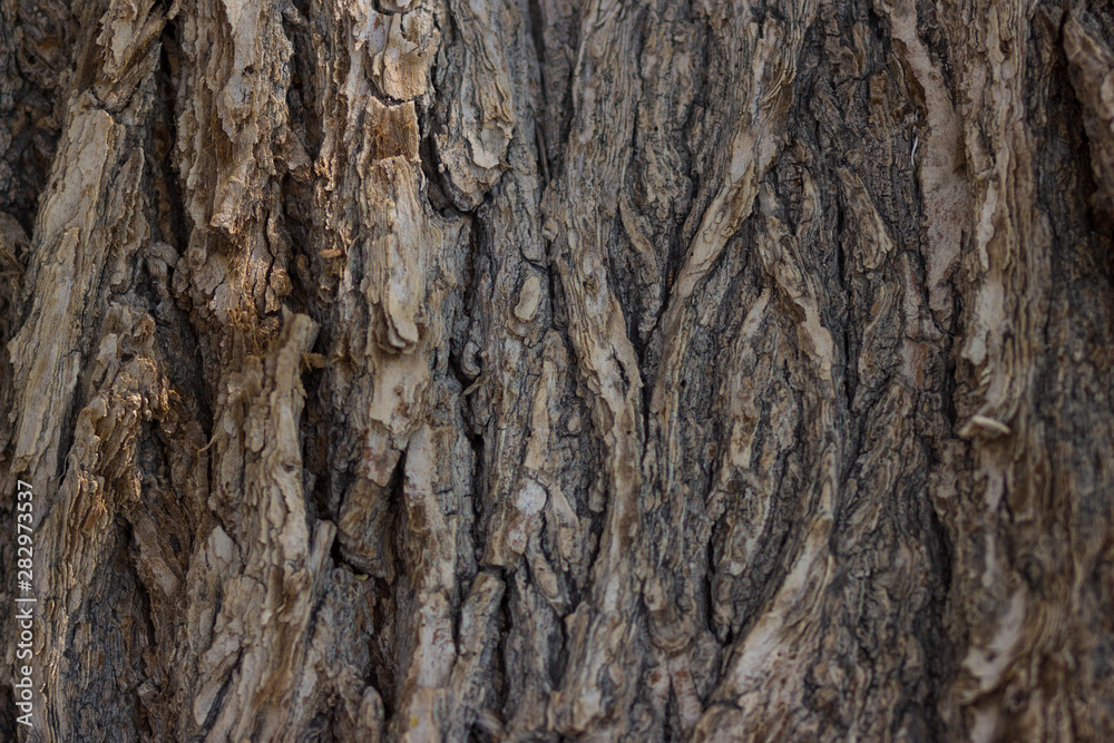 Brown tree bark close-up. Wooden texture. wood background for design Brown tree bark close-up. Wooden texture. wood background for design