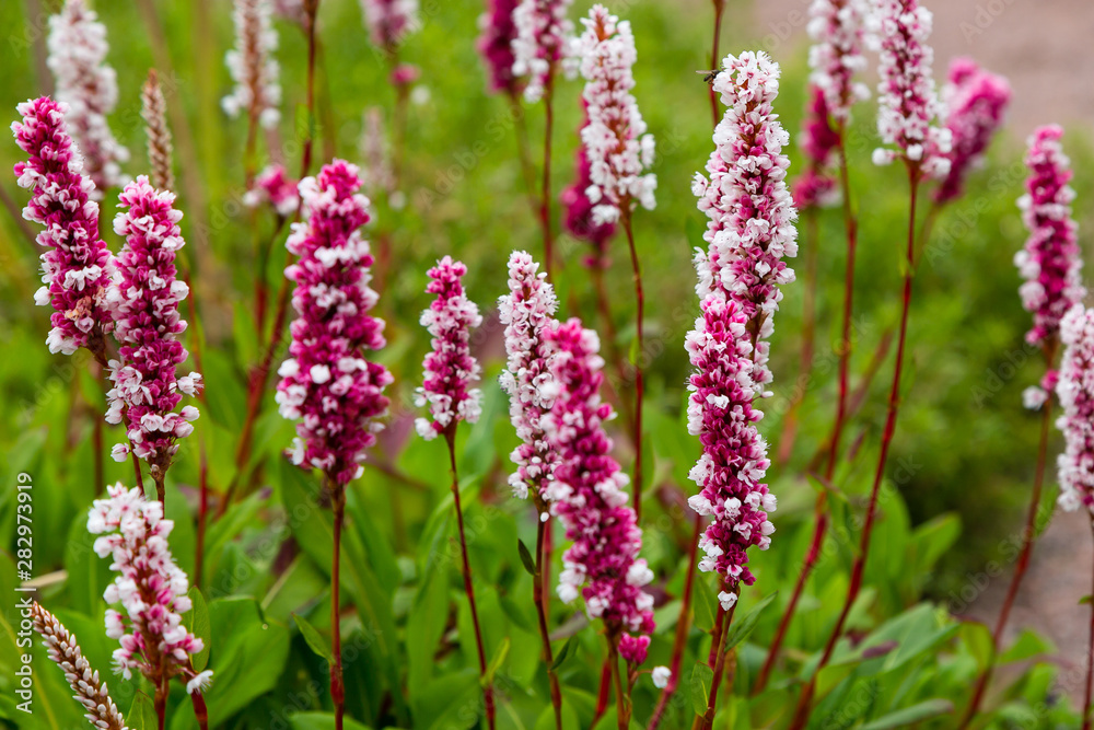 Polygonum offine in garden. Flower of polygonum offine. Medicinal plants in the garden. Polygonum offine in garden. Flower of polygonum offine. Medicinal plants in the garden.