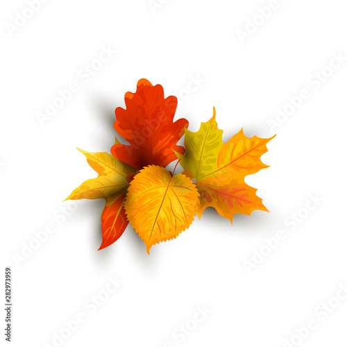 Autumn falling leaves vector illustration isolated on white background. Design element with shadow for poster  web  flyers  invitation  postcard  Happy Thanksgiving day.