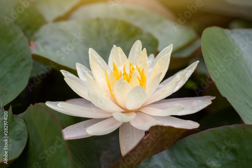Beautiful yellow lotus or water lily flower bloom in pond with sunlight.
