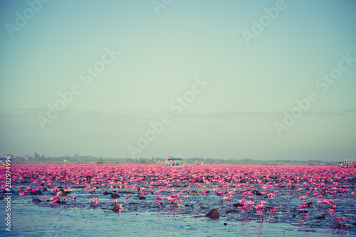 Pink water lily with purple flowers bloom on lake