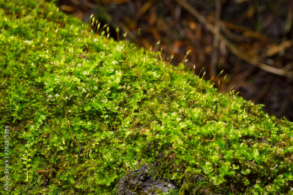 Natural moss covered a stones in winter forest