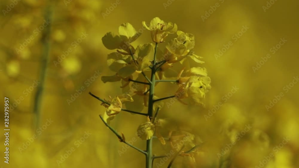 Close up of Canola flower blowing in the wind in a field in full bloom. Outside the village of Glumslöv in southern Sweden. Close up of Canola flower blowing in the wind in a field in full bloom. Outside the village of Glumslöv in southern Sweden.
