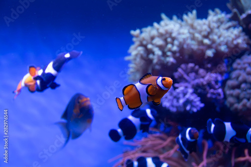 Fish