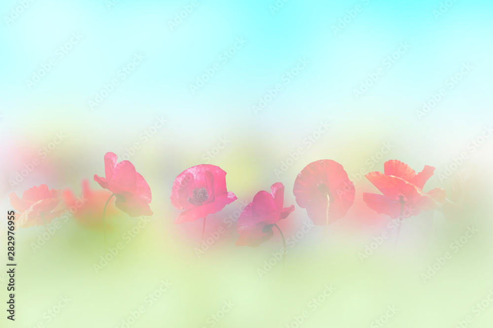 Red poppy flowers field with soft style