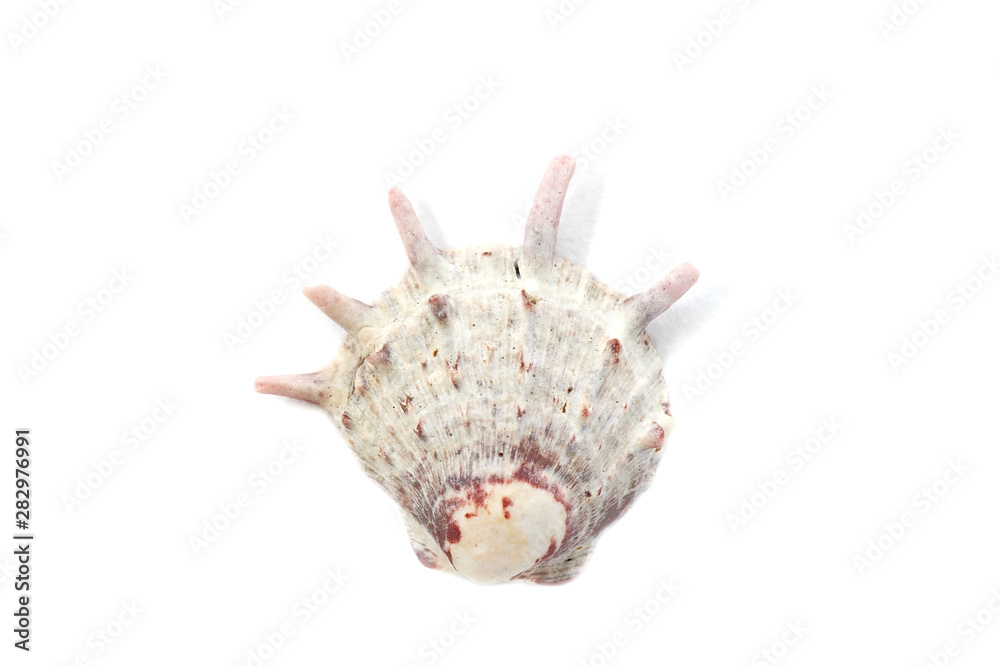 Beautiful seashell isolated on white background close-up Beautiful seashell isolated on white background close-up