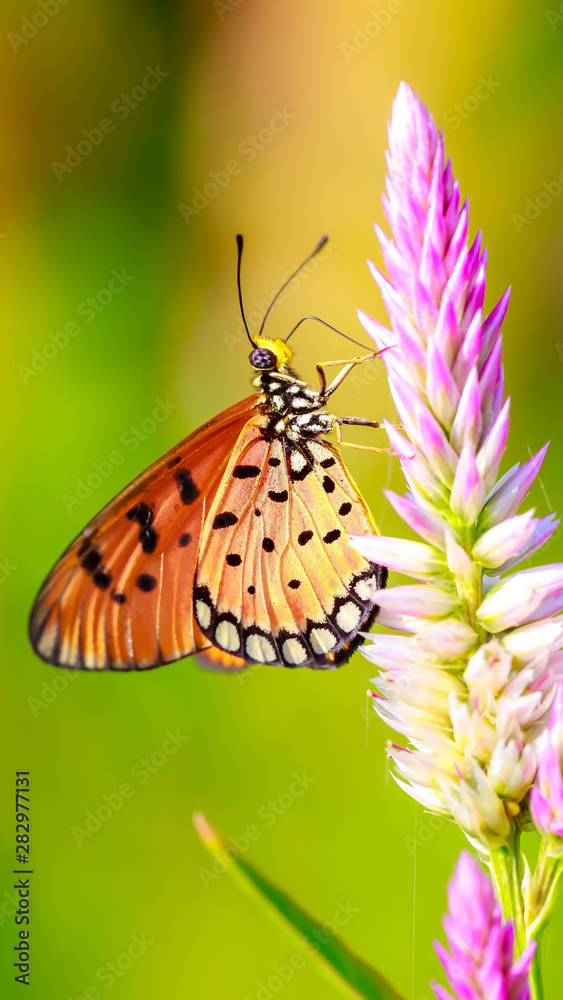 Obraz premium butterfly on a flower