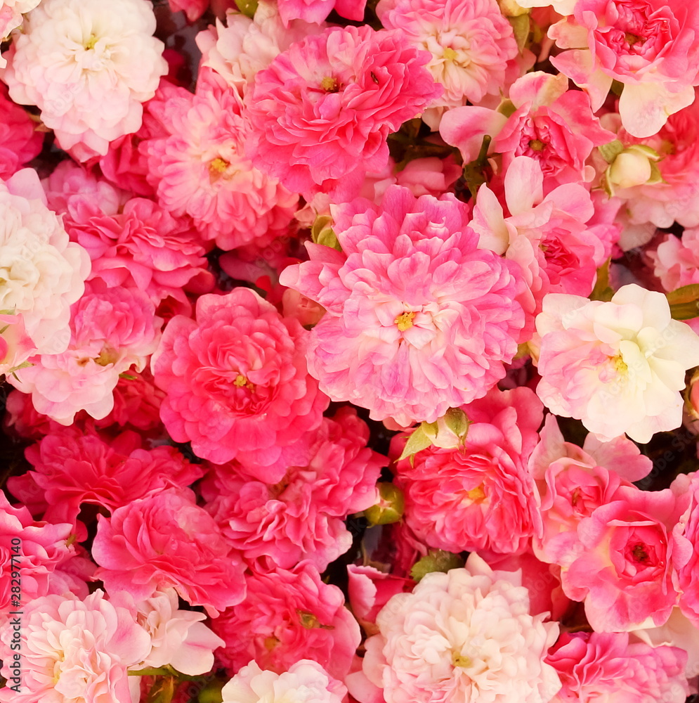 beautiful pink roses background full frame close up.Top view.