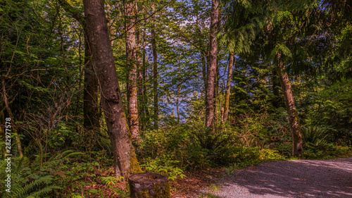 Mossy Trees On TransCanada Trail At Burnaby Mountain