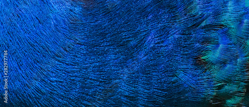 Beautiful colors and patterns of peacock feathers