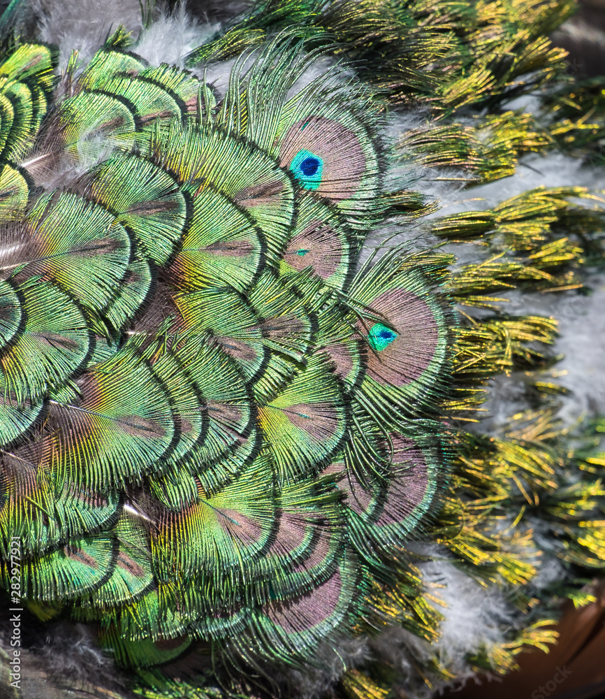 Obraz premium Beautiful colors and patterns of peacock feathers