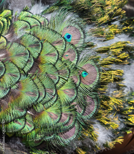 Fototapeta Naklejka Na Ścianę i Meble -  Beautiful colors and patterns of peacock feathers