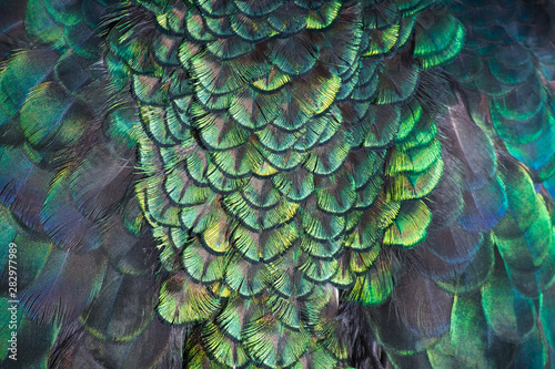 Beautiful colors and patterns of peacock feathers