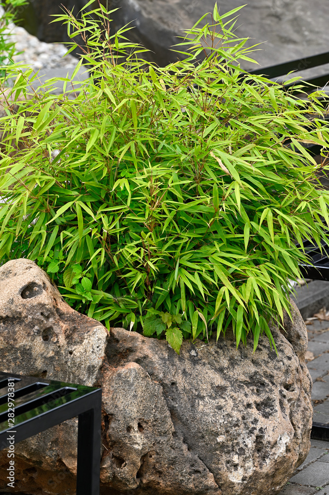 Young bamboo growing from a large flower-shaped stone. Young bamboo growing from a large flower-shaped stone.