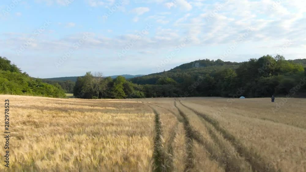Drone Flying over Gold Cereal, Wheat, Field, Rye, Barley, Millet, Oats, Agriculture Field in Summer Drone Flying over Gold Cereal, Wheat, Field, Rye, Barley, Millet, Oats, Agriculture Field in Summer