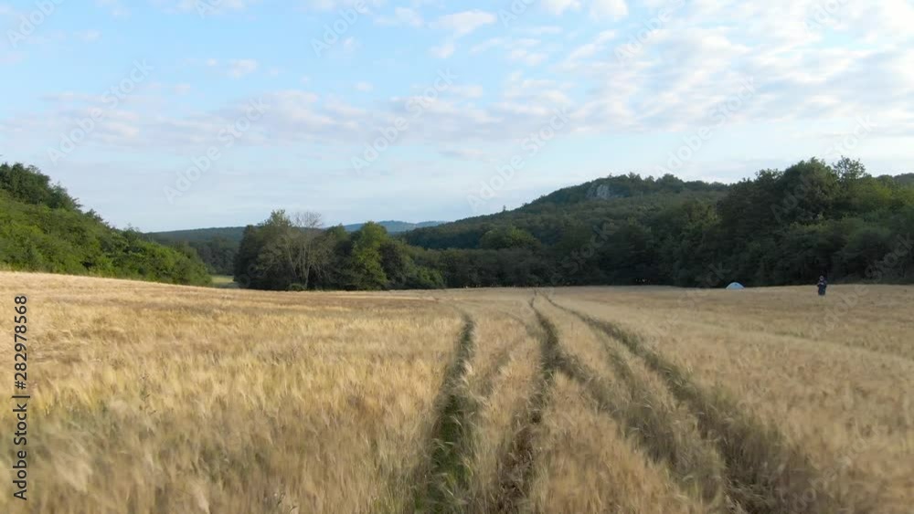 Drone Flying over Gold Cereal, Wheat, Field, Rye, Barley, Millet, Oats Field in Summer Drone Flying over Gold Cereal, Wheat, Field, Rye, Barley, Millet, Oats Field in Summer
