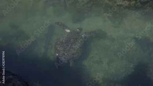 Sea turtle swimming with reef sharks. Beautiful and wild are the natural ecosystems that exist the Galápagos Islands. photo