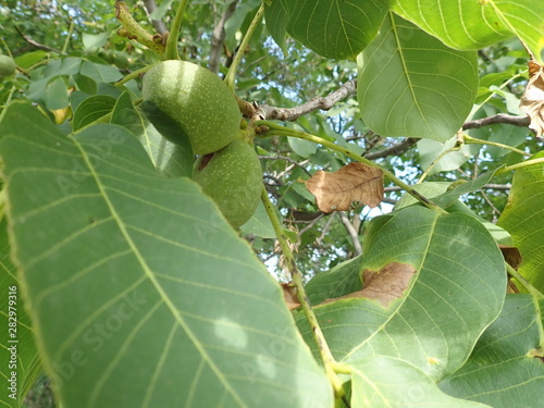 green unripe wallnuts on a tree branch