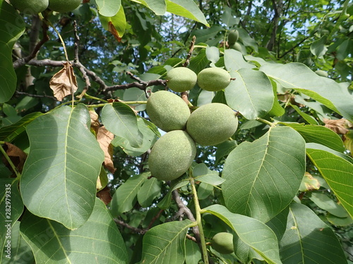 green unripe wallnuts on a tree branch