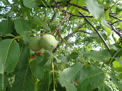 green unripe wallnuts on a tree branch