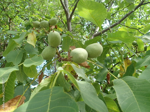 green unripe wallnuts on a tree branch