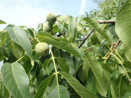 green unripe wallnuts on a tree branch