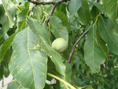 green unripe wallnuts on a tree branch