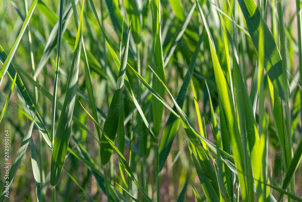 Obraz premium Stalks of young green grass in spring sunny day.