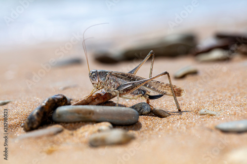  grasshopper, large locust on the seashore