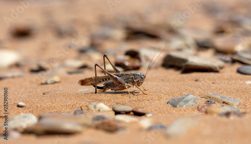  grasshopper, large locust on the seashore