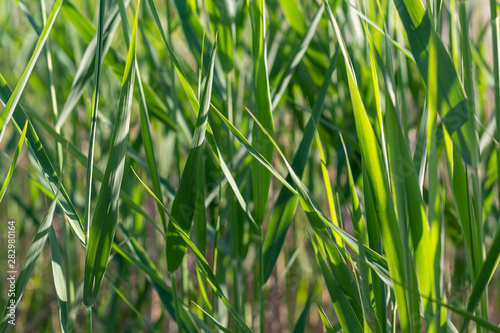 Stalks of young green grass in spring sunny day.