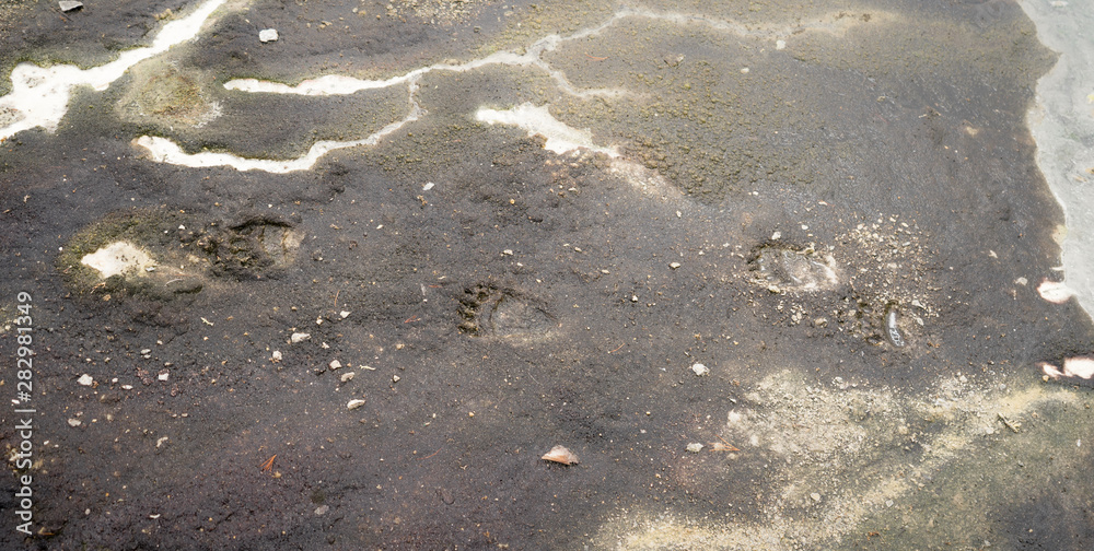 Foot print of a juvenile Kamchatka brown bear in Uzon Caldera (Kronotsky Nature Reserve, Russia) on volcanic mud. Highly protected environment where only wild bears have freedom to walk everywhere. Foot print of a juvenile Kamchatka brown bear in Uzon Caldera (Kronotsky Nature Reserve, Russia) on volcanic mud. Highly protected environment where only wild bears have freedom to walk everywhere.