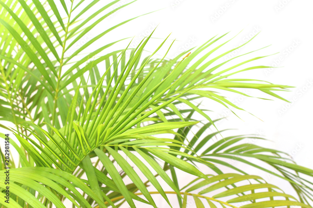 tropical green palm leaf on white wall background tropical green palm leaf on white wall background