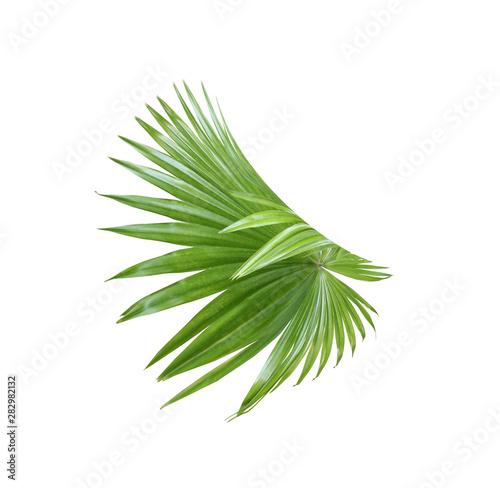 tropical nature green fan palm leaf pattern on white