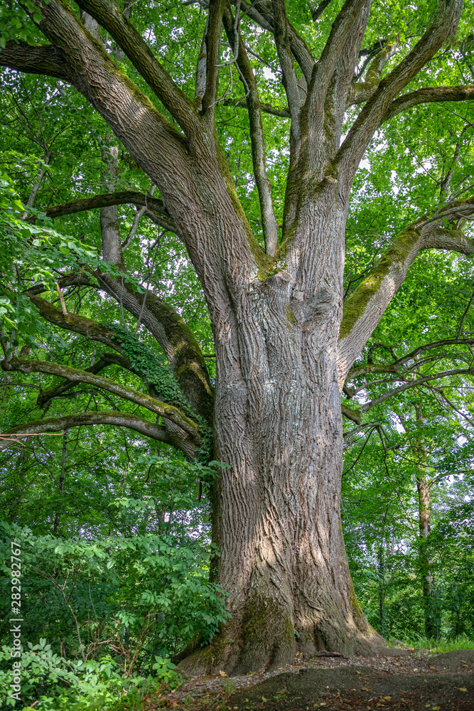 Beautiful big old tree with green leaves. Vertical view Beautiful big old tree with green leaves. Vertical view
