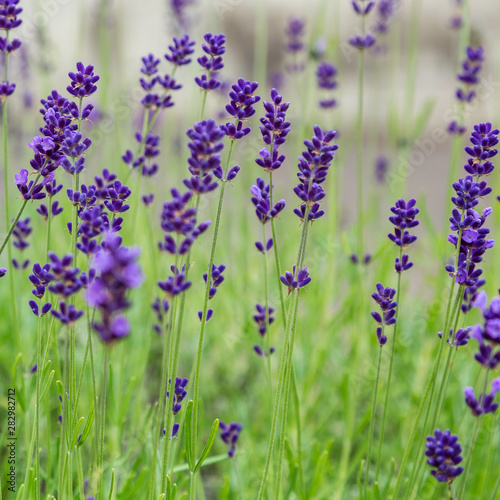 Lavender blooms in the garden. Aromatic and medicinal plants in the garden. Purple and blue lavender flowers. Natural background of lavender plants.